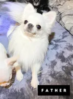 Marco, a male Chihuahua for sale in Loudoun Valley Estates, VA – 3 of 4