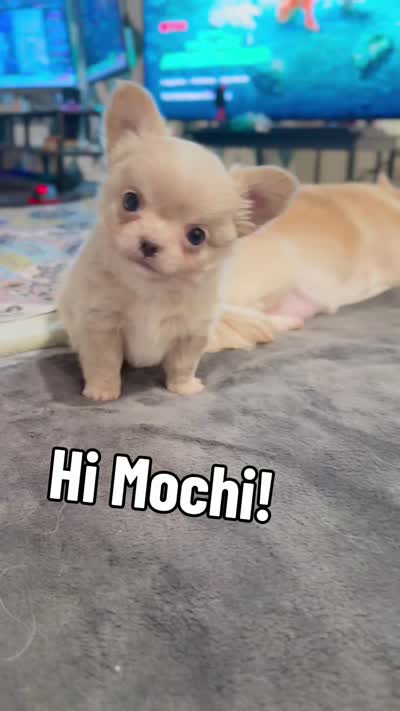Mochi, a male Chihuahua for sale in Loudoun Valley Estates, VA – 5 of 5