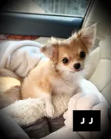 JJ, a male Chihuahua for sale in Loudoun Valley Estates, VA – 4 of 4