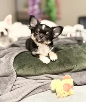 Beau, a male Chihuahua for sale in Loudoun Valley Estates, VA – 7 of 8