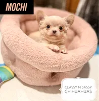 Mochi, a male Chihuahua for sale in Loudoun Valley Estates, VA – 4 of 5