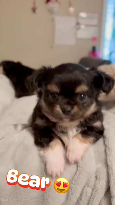 Bear, a male Chihuahua for sale in Loudoun Valley Estates, VA – 6 of 7