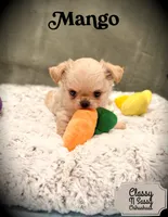Mango, a male Chihuahua for sale in Loudoun Valley Estates, VA – 2 of 6