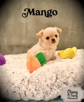 Mango, a male Chihuahua for sale in Loudoun Valley Estates, VA – 3 of 6