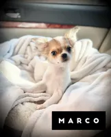 Marco, a male Chihuahua for sale in Loudoun Valley Estates, VA – 2 of 4