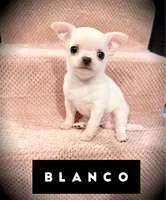 Blanco, a male Chihuahua for sale in Loudoun Valley Estates, VA – 3 of 3