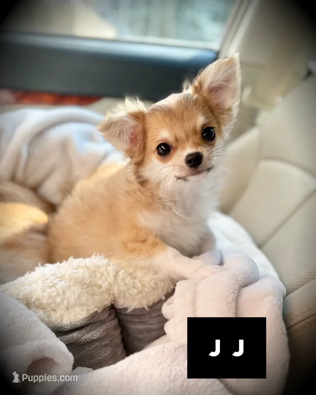 JJ – Chihuahua puppy for sale in Loudoun Valley Estates, VA