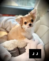 JJ, a male Chihuahua for sale in Loudoun Valley Estates, VA – 1 of 4