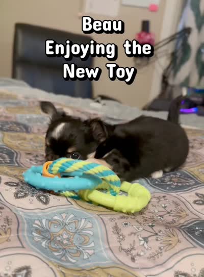 Beau, a male Chihuahua for sale in Loudoun Valley Estates, VA – 5 of 5