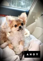 Ahoy!, a male Chihuahua for sale in Loudoun Valley Estates, VA – 4 of 5