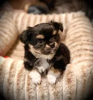 Bear, a male Chihuahua for sale in Loudoun Valley Estates, VA – 5 of 7