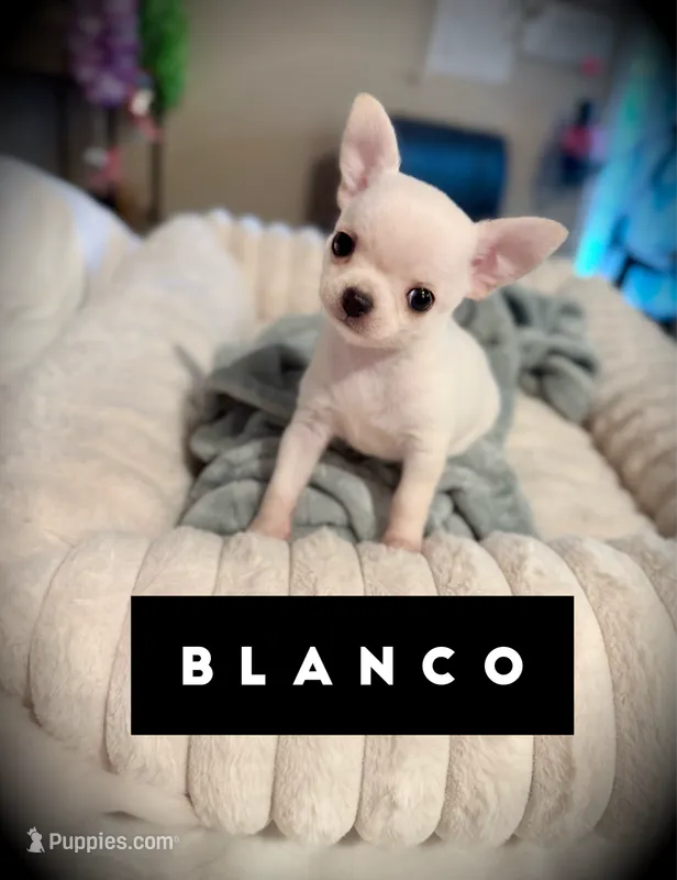 Blanco – Chihuahua puppy for sale in Loudoun Valley Estates, VA