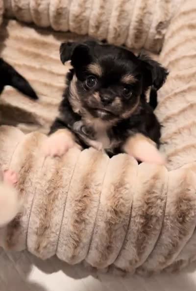 Bear, a male Chihuahua for sale in Loudoun Valley Estates, VA – 7 of 7