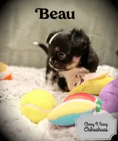 Beau, a male Chihuahua for sale in Loudoun Valley Estates, VA – 4 of 5