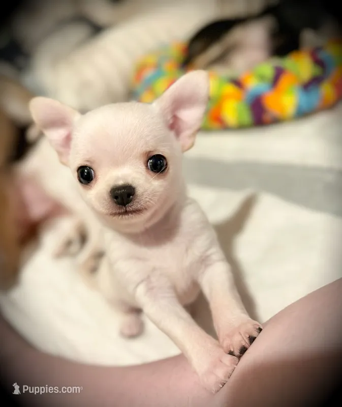 Blanco – Chihuahua puppy for sale in Loudoun Valley Estates, VA
