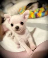 Blanco, a male Chihuahua for sale in Loudoun Valley Estates, VA – 1 of 3
