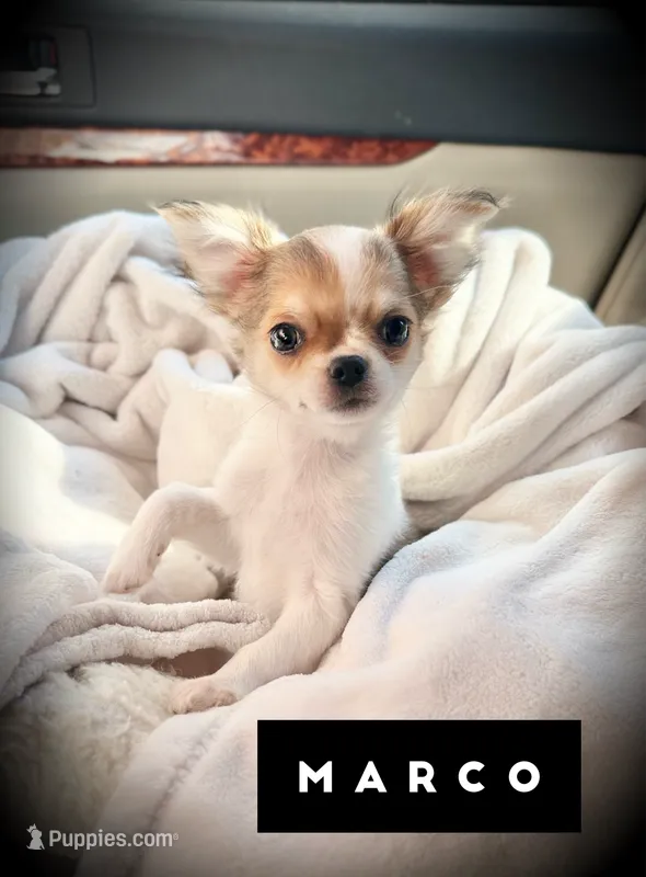 Marco – Chihuahua puppy for sale in Loudoun Valley Estates, VA