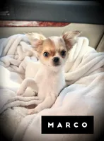 Marco, a male Chihuahua for sale in Loudoun Valley Estates, VA – 1 of 4