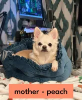 Bear, a male Chihuahua for sale in Loudoun Valley Estates, VA – 2 of 7