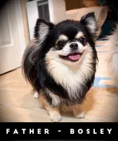 Bear, a male Chihuahua for sale in Loudoun Valley Estates, VA – 4 of 5