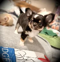 Beau, a male Chihuahua for sale in Loudoun Valley Estates, VA – 2 of 8