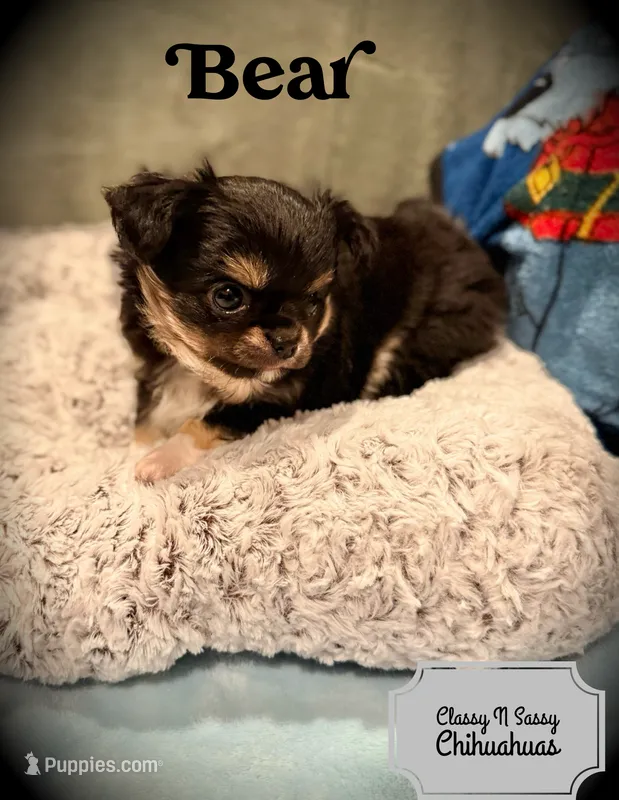 Bear – Chihuahua puppy for sale in Loudoun Valley Estates, VA
