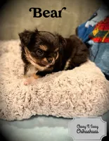 Bear, a male Chihuahua for sale in Loudoun Valley Estates, VA – 1 of 7