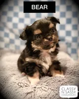 Bear, a male Chihuahua for sale in Loudoun Valley Estates, VA – 1 of 5