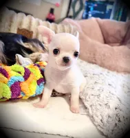 Blanco, a male Chihuahua for sale in Loudoun Valley Estates, VA – 2 of 3