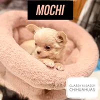 Mochi, a male Chihuahua for sale in Loudoun Valley Estates, VA – 3 of 5