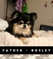 Bear, a male Chihuahua for sale in Loudoun Valley Estates, VA – 2 of 5
