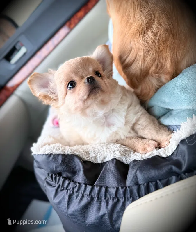 Mango – Chihuahua puppy for sale in Loudoun Valley Estates, VA