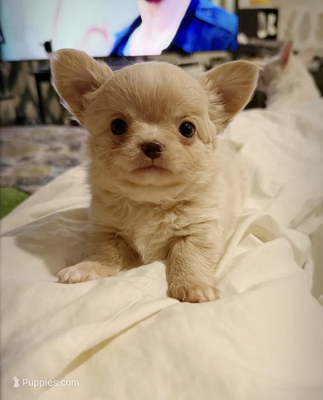 Mochi – Chihuahua puppy for sale in Loudoun Valley Estates, VA