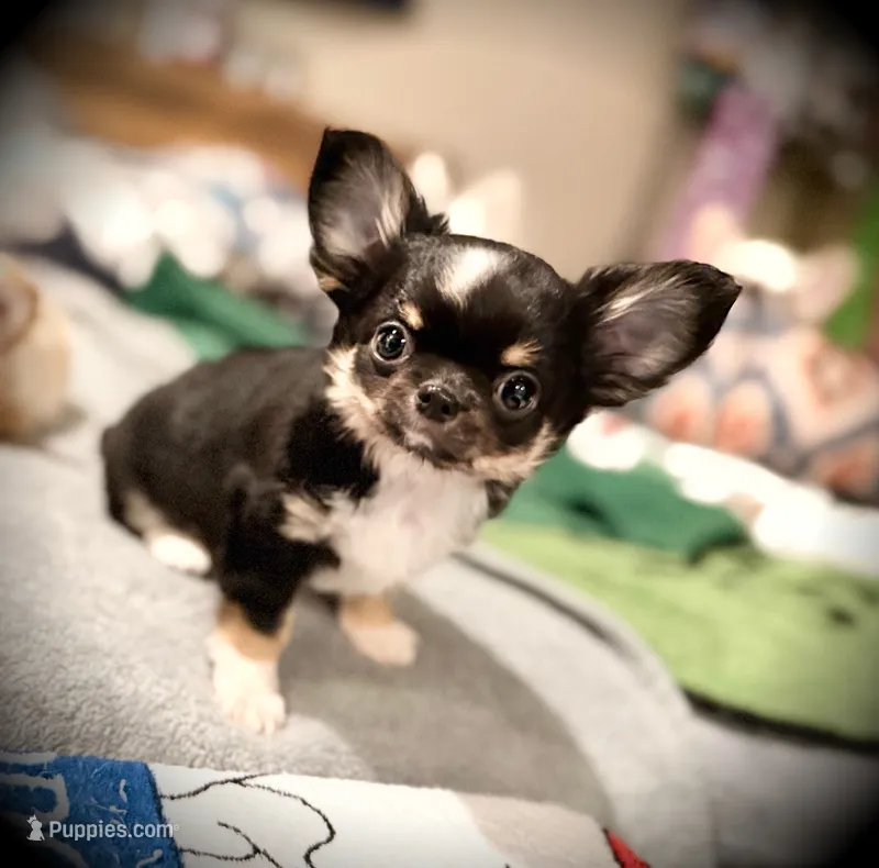 Beau – Chihuahua puppy for sale in Loudoun Valley Estates, VA