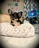 Beau, a male Chihuahua for sale in Loudoun Valley Estates, VA – 5 of 8