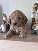 Lula, a female Goldendoodle for sale in Skamokawa, WA – 1 of 3