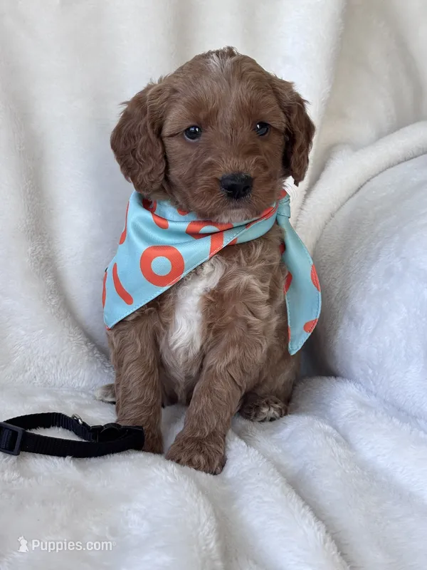 Jax – Goldendoodle puppy for sale in Skamokawa, WA