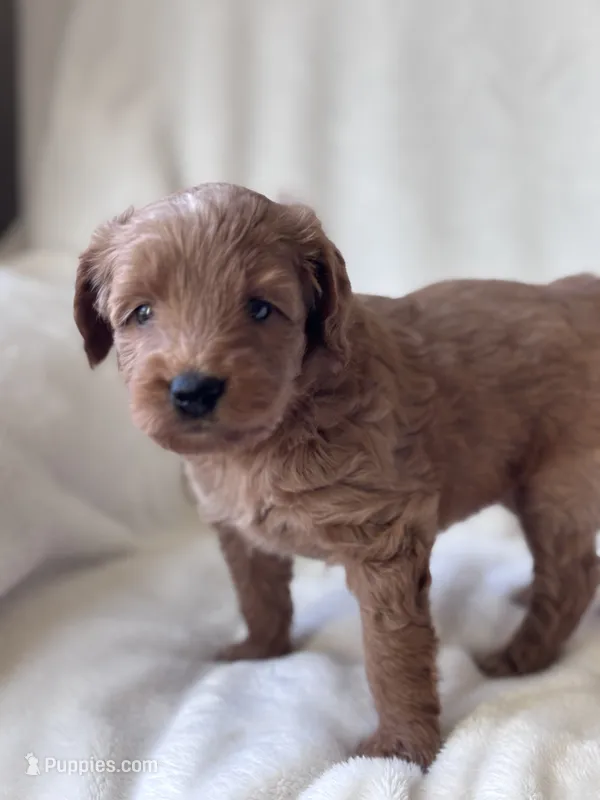Nala (red collar girl) – Goldendoodle puppy for sale in Skamokawa, WA