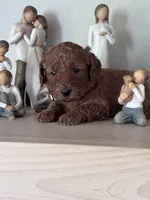 Bella (white collar girl), a female Goldendoodle for sale in Skamokawa, WA – 2 of 4