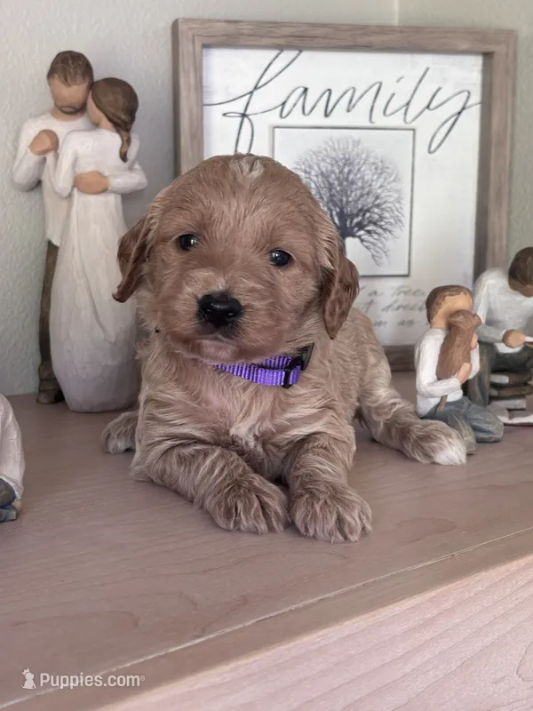 Rosie (purple collar girl) – Goldendoodle puppy for sale in Skamokawa, WA