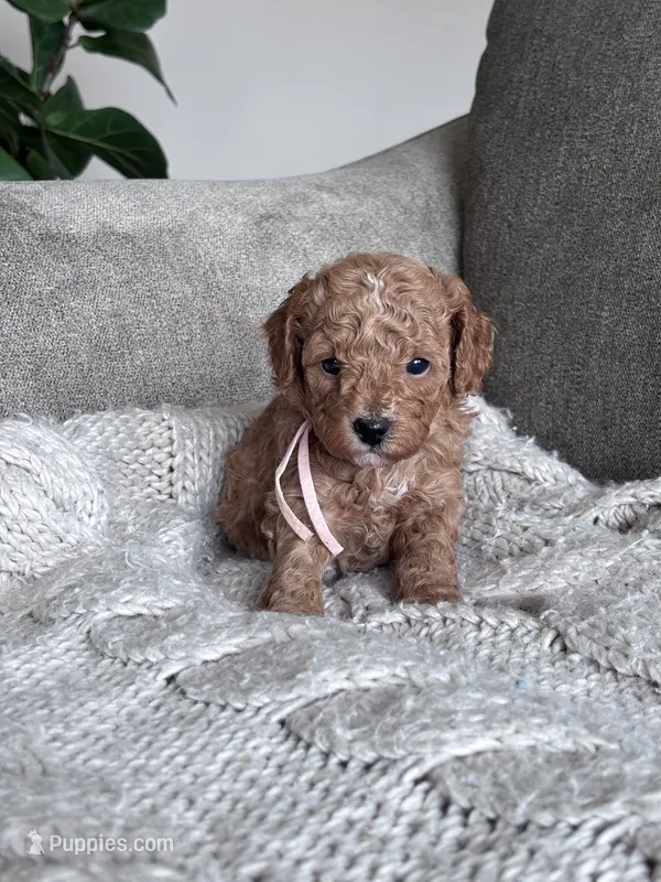 Pink collar girl  – Poodle - Miniature  puppy for sale in Skamokawa, WA
