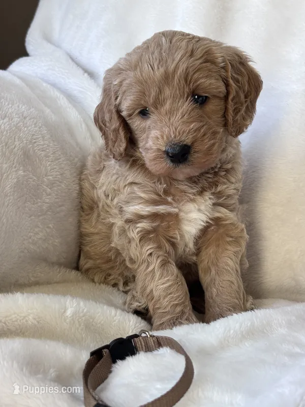 Lula – Goldendoodle puppy for sale in Skamokawa, WA