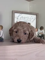 Lucy ( green collar girl), a female Goldendoodle for sale in Skamokawa, WA – 2 of 3