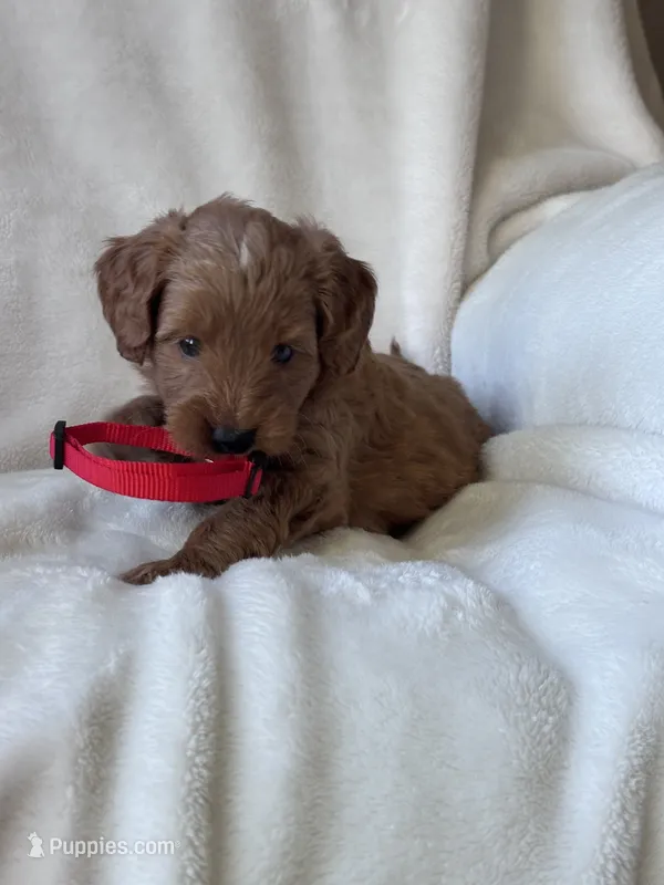 Nala (red collar girl) – Goldendoodle puppy for sale in Skamokawa, WA