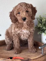 Coco Orange collar  girl , a female Goldendoodle for sale in Skamokawa, WA – 3 of 4