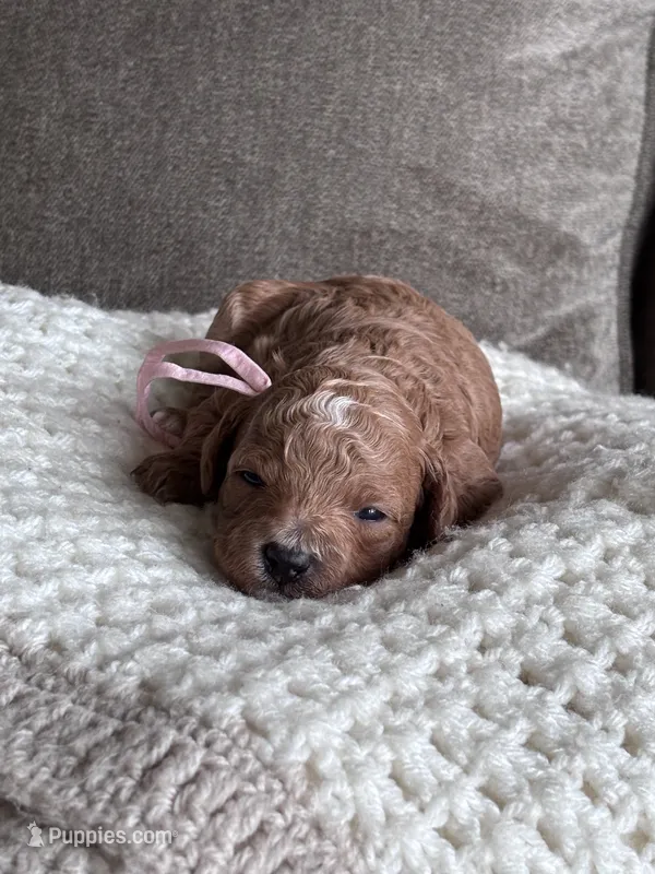 Pink collar girl  – Poodle - Miniature  puppy for sale in Skamokawa, WA