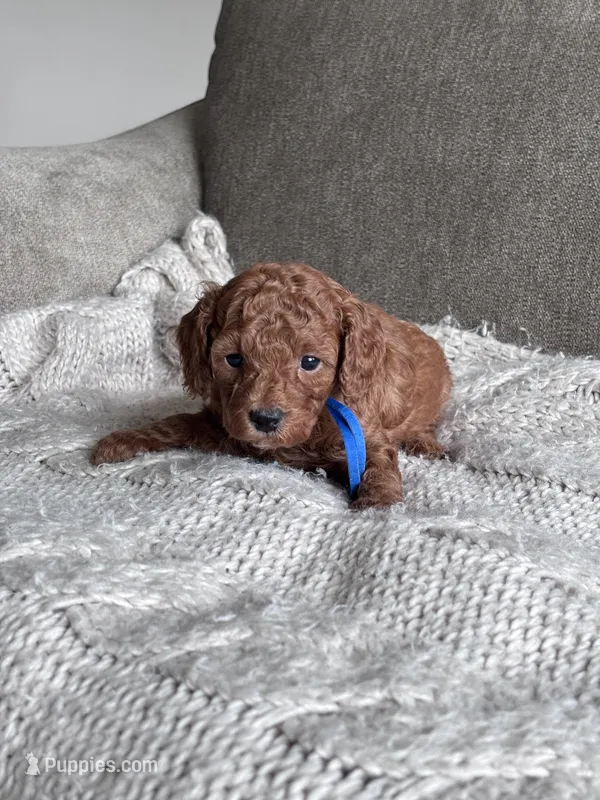Blue collar boy  – Poodle - Miniature  puppy for sale in Skamokawa, WA
