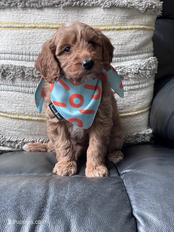 Jax – Goldendoodle puppy for sale in Skamokawa, WA