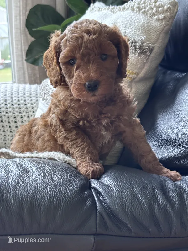 Cooper (blue collar boy) – Goldendoodle puppy for sale in Skamokawa, WA
