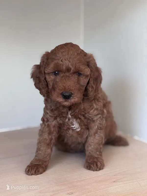 Cooper (blue collar boy) – Goldendoodle puppy for sale in Skamokawa, WA